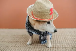 5 Best Dog Bucket Hats You Can Buy on Amazon (2023)